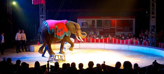 España todavía permite utilizar animales en los circos